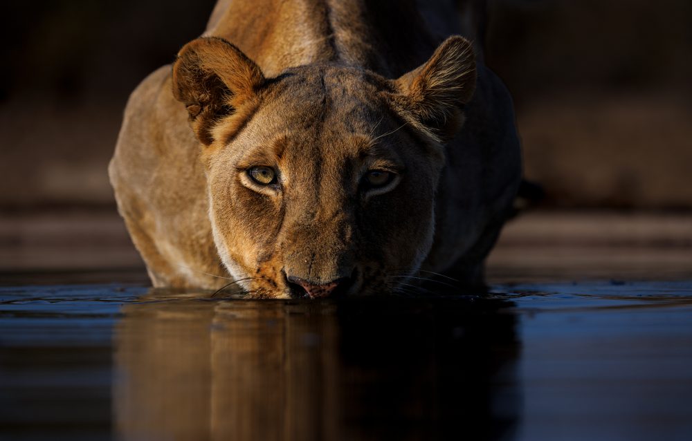 Naledi Tau – Star Lioness