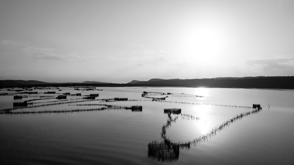 Kosi Fish Traps