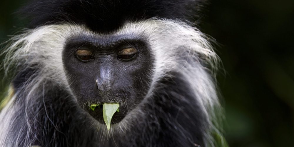 Old World Colobus