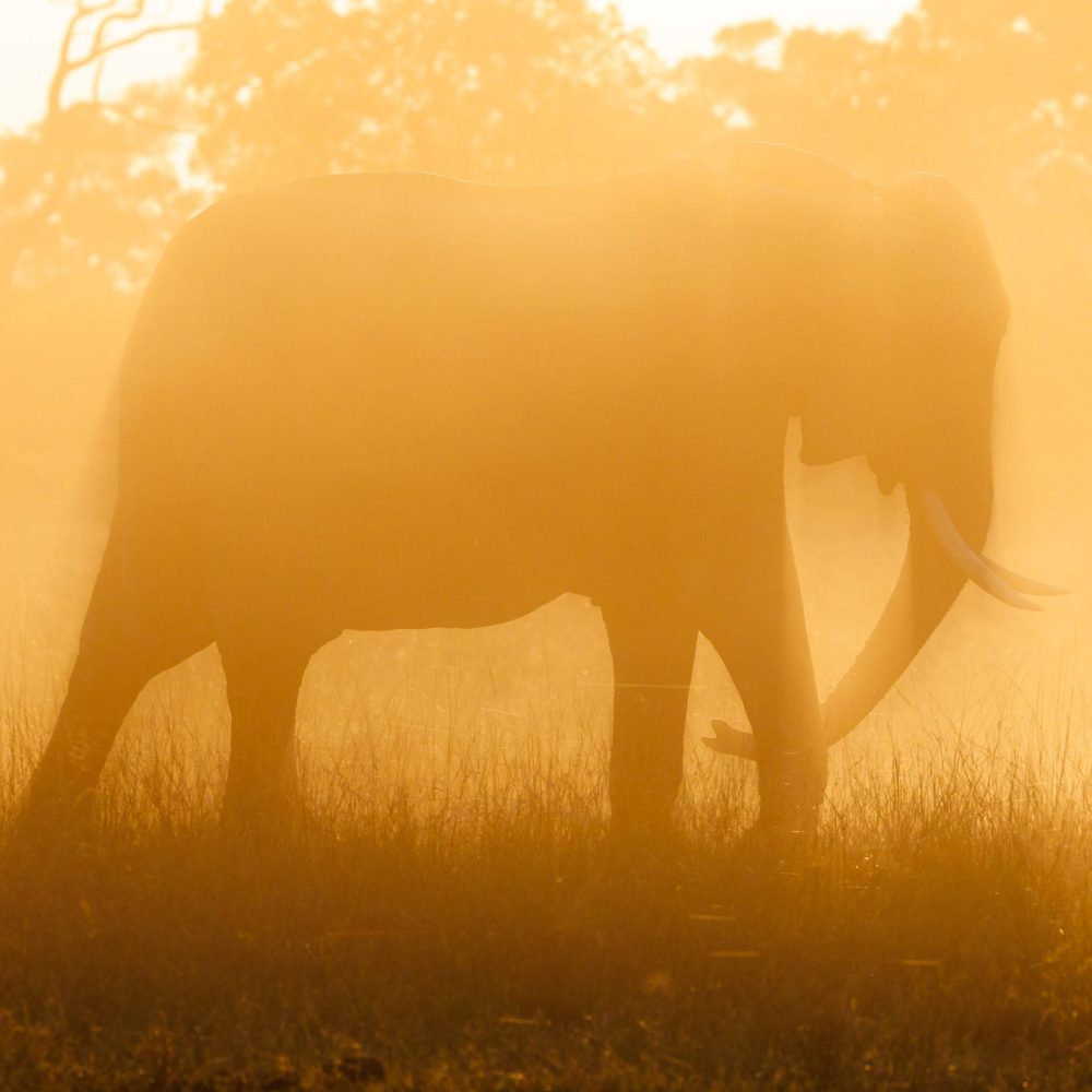 Golden Silence at Dawn