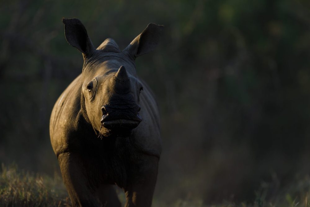 Little Horn of Tomorrow