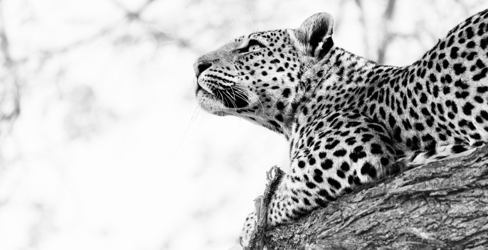 The Seeress – II - B&W