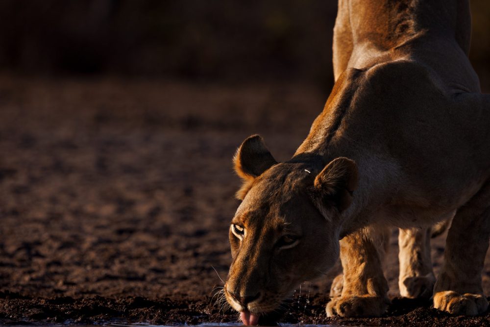 Naledi Tau -II– Star Lioness