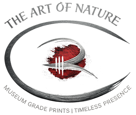 Michelly Rall Photography