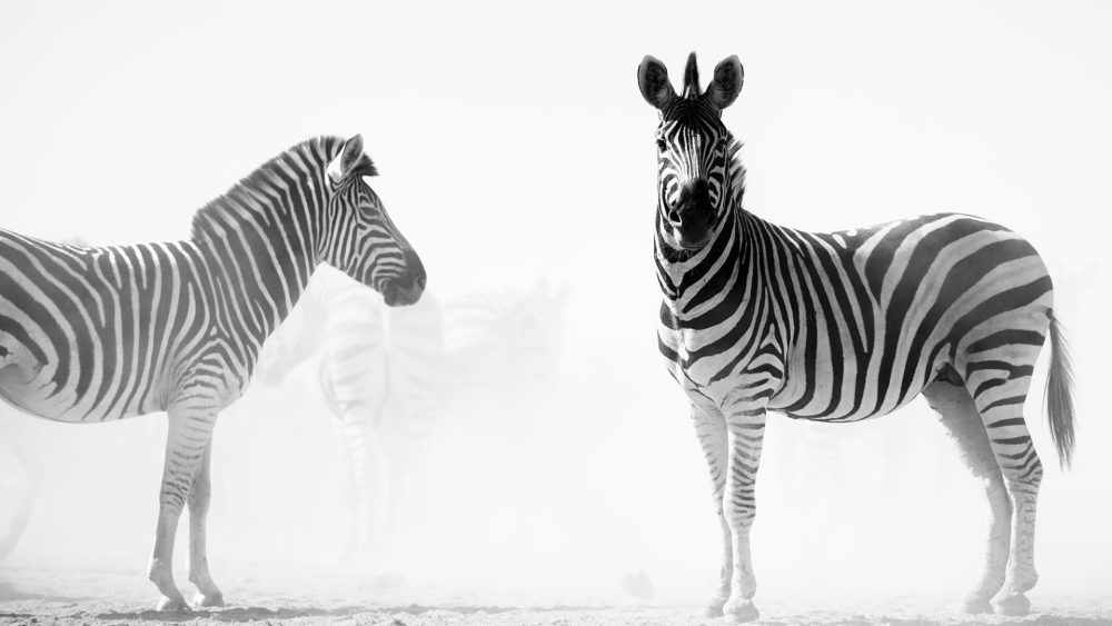 A Stillness of Zebra